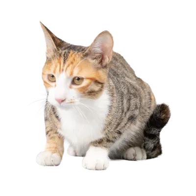 Полосатый Кот Кошачьи Глаза Силы - Бесплатное фото на Pixabay - Pixabay