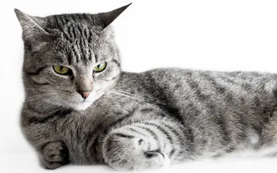 Серый полосатый кот Стоковые фотографии, картинки, все без лицензионных  отчислений - Envato Elements