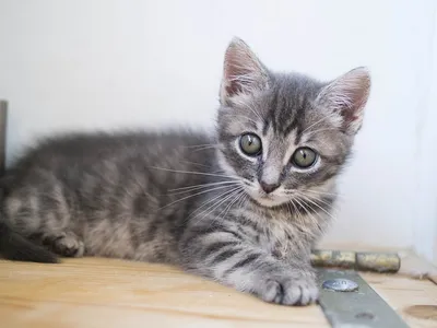 Картинки - Серый полосатый кот
