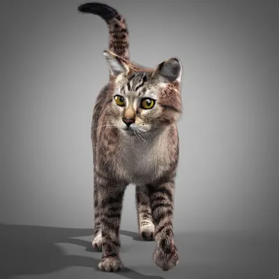 Полосатый кот млекопитающее серый пушистый PNG , Полосатый кот,  млекопитающее, серый PNG рисунок для бесплатной загрузки