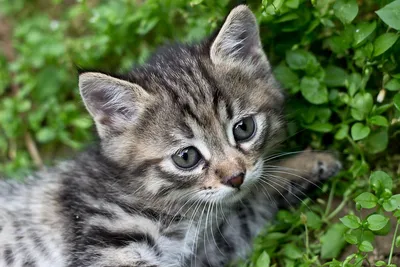 Серый полосатый котенок сидит и смотрит на камеру Стоковое Фото -  изображение насчитывающей отечественно, родословная: 165888516