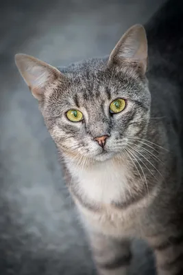 8kotikov - Пропал серый полосатый кот по кличке Барсик. По... | Facebook