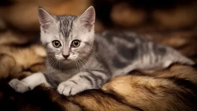 Сибирская кошка — Википедия