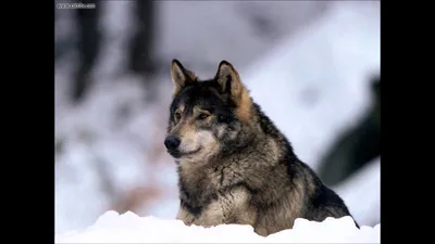 Фото серого волка на фоне прекрасных гор