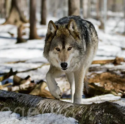 Огромный выбор размеров и форматов для фото Серый волк