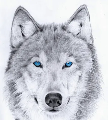 Интригующая картина Серый волк – новое изображение для вас