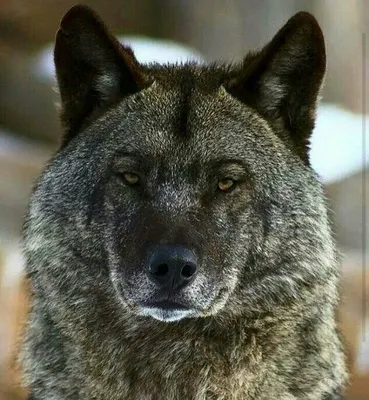 Увлекательная волшебная история с фото Серый волк