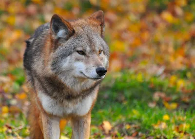 Удивительные фоны с изображением Серый волк – бесплатно скачать