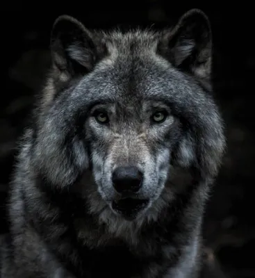 Волшебная атмосфера с картинками Серый волк в hd качестве