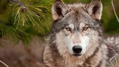 Новое изображение Серый волк – насладитесь фантазией и мистикой