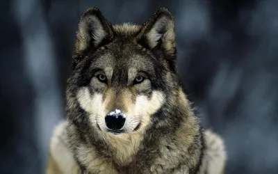 Разнообразие фото Серый волк в формате jpg – скачивайте бесплатно