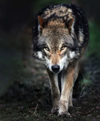 Фото Серый волк в формате webp – современный выбор для ваших обоев