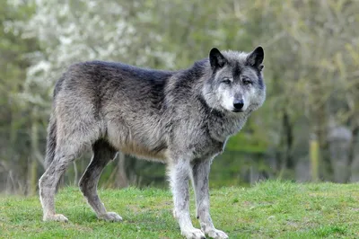 Интригующий Серый волк – фото, которое оживает перед вашими глазами