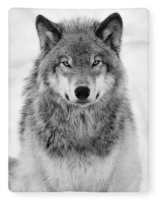 Серый волк фотографии