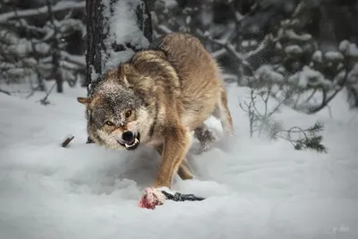 Удивительные фотографии Серый волк в разных размерах и форматах