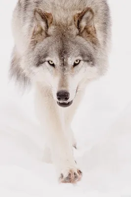 Удивительное фото Серый волк в новом формате webp