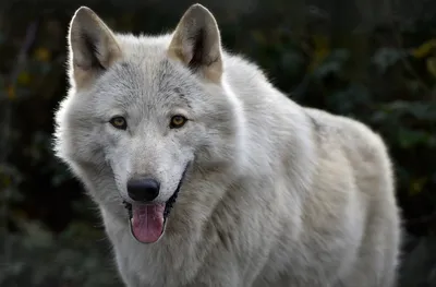 Уникальное фото Серый волк в формате png – скачать бесплатно