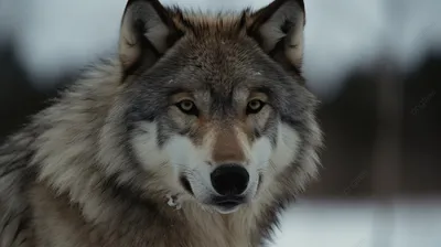 Фотография Серый волк в хорошем качестве для вашего экрана