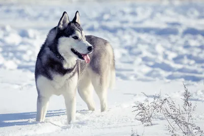 Непобедимые северные породы: Собаки, процветающие в суровых зимних условиях  - V.O.G DOG