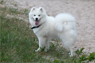 Самоедская собака — Википедия