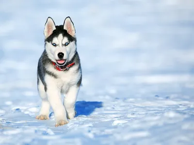 Самые выносливые: северные породы собак, которые подойдут жителям холодных  регионов