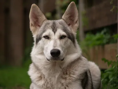 Северная инуитская собака: характеристики породы, фото, характер, правила  ухода и содержания