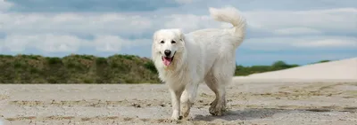 Самоед - описание породы собак: характер, особенности поведения, размер,  отзывы и фото - Питомцы Mail.ru