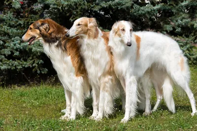 Самые красивые породы собак | Блог \"Vetgroom\"