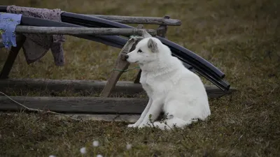 пиренейская горная собака - Порода собак - Информация и особенностях | Хиллс