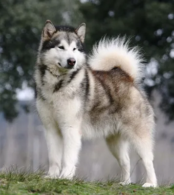 Самоед — характеристика породы собак 🐕 и фото щенков - ProPlan.ru