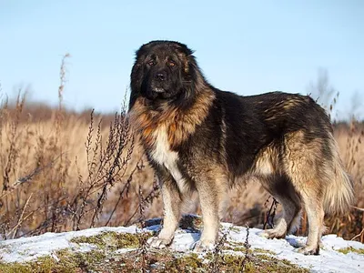 Северокавказская собака - 64 фото