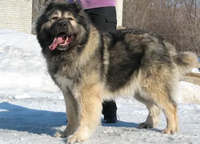 Северокавказская собака - 64 фото