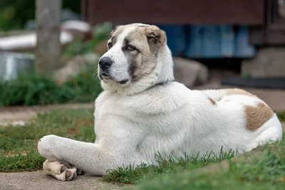 Список опасных пород собак в России 2019 — о чем говорит федеральный закон  с новыми поправками