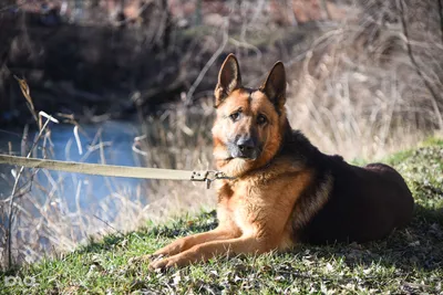 ЗаКС Петербурга предложит Госдуме ввести штраф за выгул опасных собак без  намордника