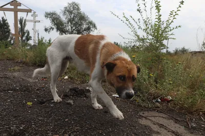 За что можно будет схлопотать штраф: 10 самых опасных собак, которых нужно  выводить в наморднике - Новости Калининграда