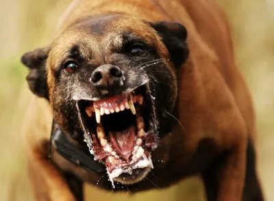 Кто виноват в том, что опасные собаки ходят по дворам без намордников