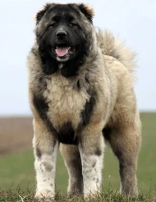 Северо кавказская собака порода собак (61 фото) - картинки sobakovod.club