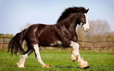 Шайры: лошади средних веков» — создано в Шедевруме