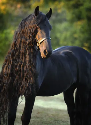 Фриз красивая порода лошадей - YouTube