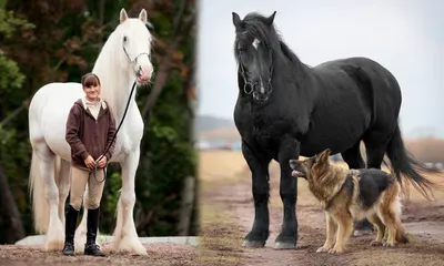 Лошади КСК Левадия, фриз, фризская лошадь, horse | Лошади, ф… | Flickr