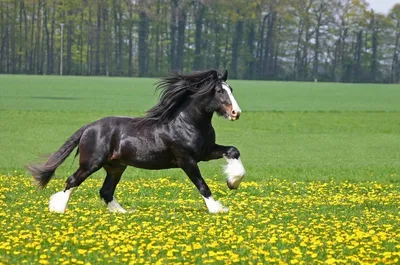 Черная жемчужина - фризская порода лошадей | Кони ПРО | Дзен
