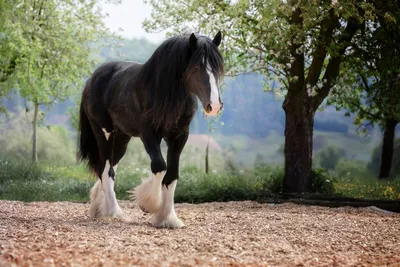 Фризская порода лошадей — в жизни и в миниатюре | ВКонтакте