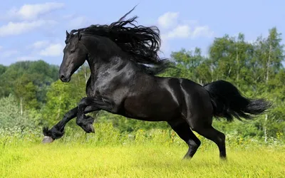 Лошадь породы шайр — описание, характеристика и уход за животным | ЗооТом -  продажа, товары и услуги для животных в России