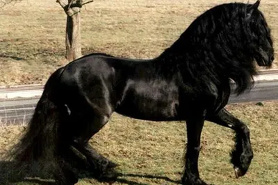 Шайры - самые крупные лошади на планете.