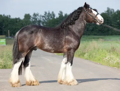 Лошади КСК Левадия, шайр, horse | Лошади, фотографии лошадей… | Flickr
