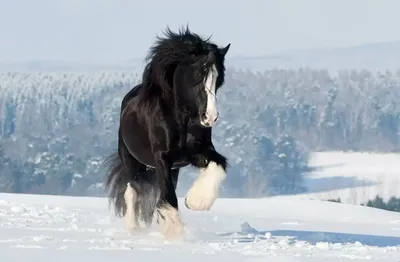 Фризская порода лошади была выведена в Голландской провинции Фрисландия -  KP.RU