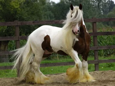 Самая большая лошадь - 71 фото
