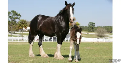 Фризская лошадь - старая Европейская порода лошадей.