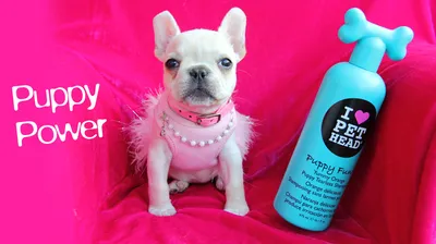 Nature's Miracle шампунь Oatmeal Odor Control с овсяным молочком с  контролем запаха для собак – Шампуни и кондиционеры