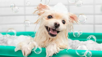 Шампунь для собак овсяный, с ароматом французкой ванили, успокаивает  раздраженную кожу 8in1 Oatmeal Shampoo купить в Москве, цена, отзывы |  интернет-магазин Доберман